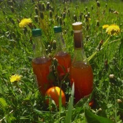 Syrop z mniszka lekarskiego z sokiem z pomarańczy (500 ml)