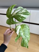 Monstera Variegata (szczyt)