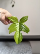 Cięta sadzonka Philodendron florida beauty piękny matecznik