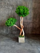 Drzewko szczęścia z mchem chrobotekem 