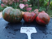 KOZULA 24 nasiona Pomidor Kolekcjonerski