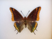 Charaxes jasius M