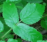 Podagrycznik Pospolity 1kg Bio Suszony Ziele