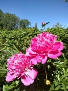 Piwonia różowe kwiaty, sadzonka, kłącze