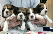 Beagle / Bigle - szczenięta rodowodowe ZKwP / FCI