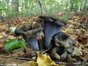 Lejkowiec dęty 100 gr 