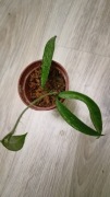 Hoya , Minibelle' splash 