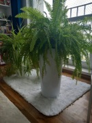 Paprotka bardzo duza piekna zdrowa