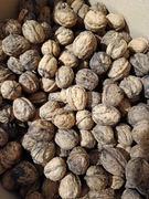 orzechy włoskie całe z własnego ogrodu 1 kg, 2025r. ekologiczne