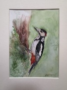 Dzięcioł , akwarela na papierze m