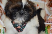 Shih Tzu pies szczeniak  rodowód genetyka 