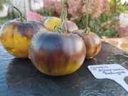 GREEN AFTERNOON DELIGHT nasiona Pomidor Kolekcjonerski