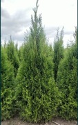 Tuja szmaragd 80 cm hurt i detal