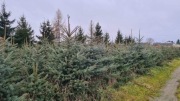 Sprzedam choinki bożonarodzeniowe