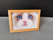 Uroczy Kot Ragdoll w Drewnianej Ramce
