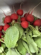 Rzodkiewka prosto z tunelu