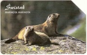 nr 1336 - Zwierzęta chronione 5 - ssaki - Świstak