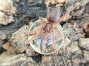 Neoholothele incei gold L3/L4 ptasznik