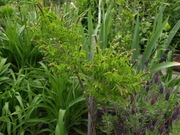 Amorpha nana indygowiec mini 200 dużych nasion 