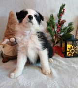 Border collie śliczne suczki 