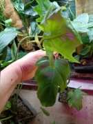 philodendron majoy-cięty szczyt