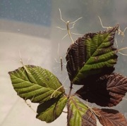 Patyczaki rogate 10 sztuk.