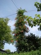 Milin ceglasty x2 + świetny gratis!