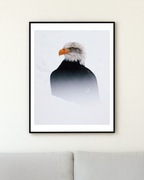 Plakat Orzeł Bielik 30x40