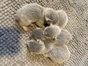 Kocięta Rosyjskie Niebieskie