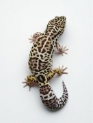 Gekon lamparci - samiczka