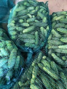 Ogórki gruntowe swieże