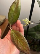 Hoya Tequila Sunrise hoja