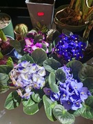 Fiołek afrykański (Saintpaulia) - kwitnący 