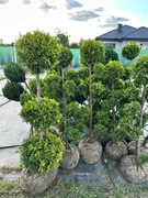 BONSAI bonsaj 140/150 cm DUŻY BONSAJI dostawa 