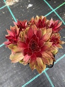 Rojnik nr 1  sadzonka p9