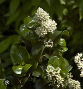 Liguster Japoński 6 sztuk wysyłka Ligustrum Rorundifolium 