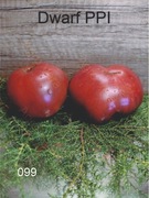 099-Dwarf PPI. Pomidory kolekcjonerskie.