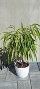 Ficus amstel green gold