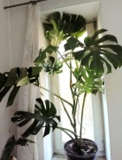 Monstera duża 150 cm wysokości, rozłożysta. 