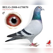 Gołębie pocztoweEngels,Frederick,Vanwinkel,Trzaska