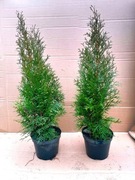 Tuja szmaragd thuja PROMOCJA ŁADNA