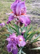 Irys- Manneken Pis-kłącze