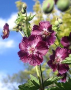 Bodziszek żałobny 'Samobor''10n