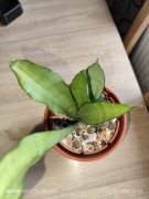 Sansevieria Moonshine variegata z maluchem 