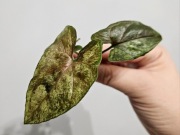 Syngonium Green Rooibos kolekcjonerskie