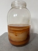 Kombucha grzybek herbaciany SCOBY