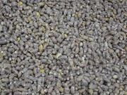 Pszczoła murarka ogrodowa kokony osmia rufia 500szt +10%