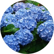 Hortensja ogrodowa niebieska Nikko Blue