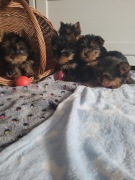 Yorki mini York Warszawa