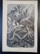 Piękna oryginalna litografia XIX - XX w. - Rozgwiazdy 1